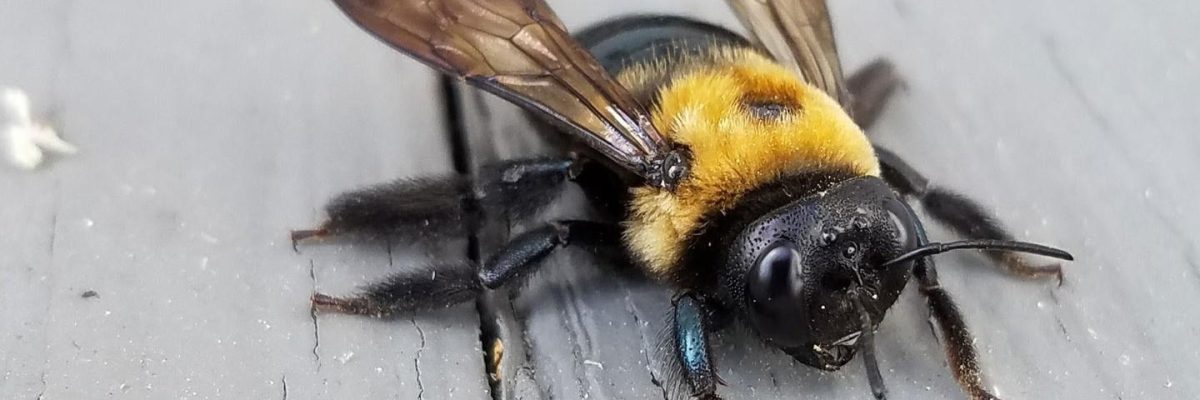 eastern-carpenter-bee-hero